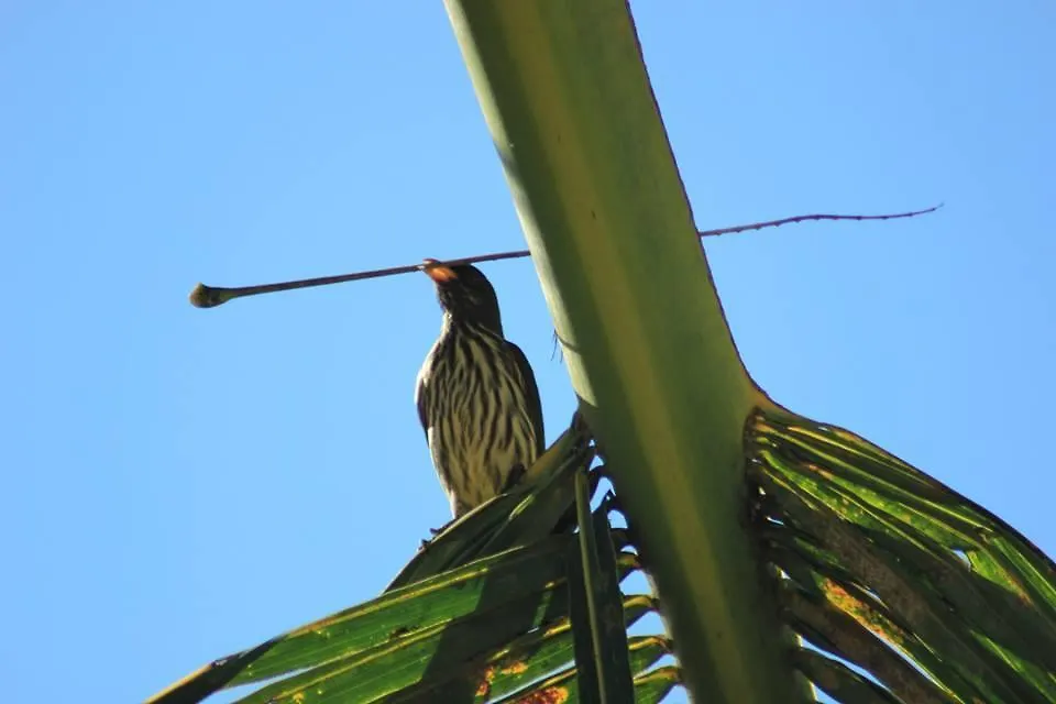 Gipsy Ranch Rooms Cabarete Dominikanische Republik